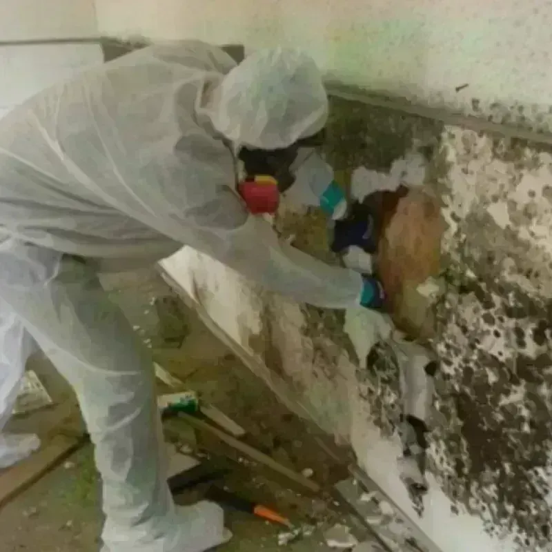 Mold Remediation and Removal in Hyattsville, MD